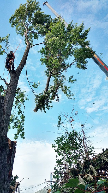 abattage d'arbre