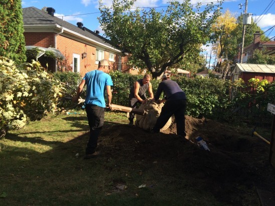 Fertilisation et plantation