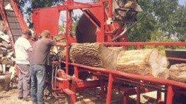 recupération d'arbres