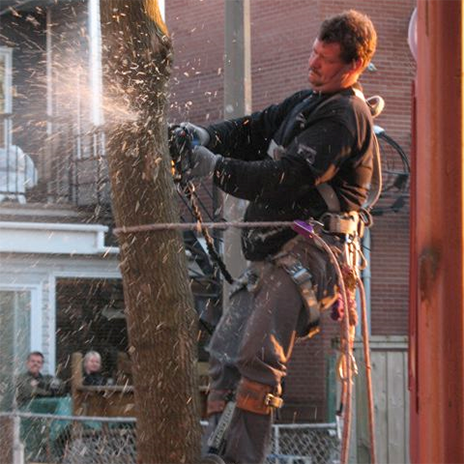 Abattage, essouchage et déboisement